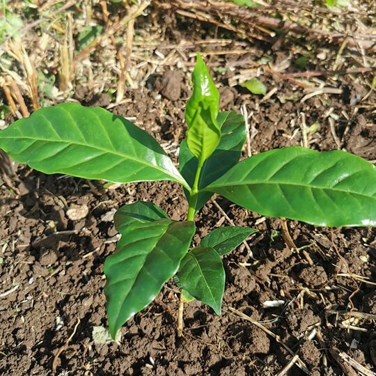 Cooffee plant