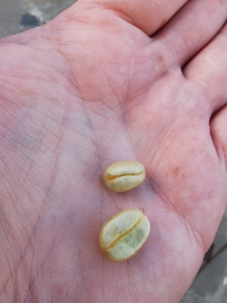 Peaberry vs typical half bean