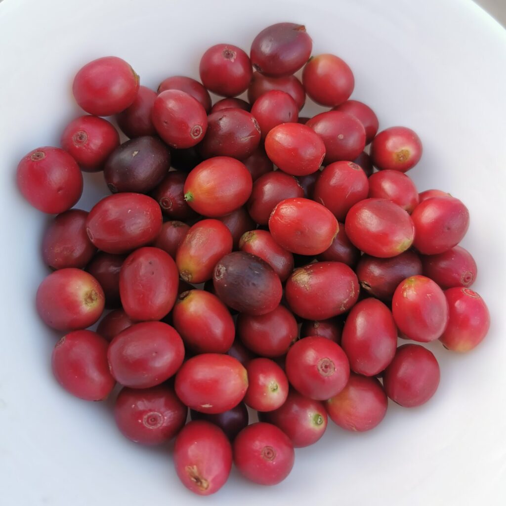 fully ripen coffee cherries